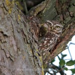 Steinkauz (Athene noctua) schaut aus seiner Höhle