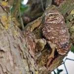 Steinkauz (Athene noctua)
