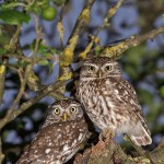 Steinkäuze (Athene noctua)