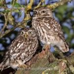 Steinkäuze (Athene noctua)