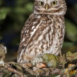 Steinkauz (Athene noctua)