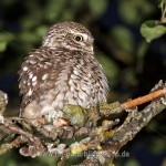 Steinkauz (Athene noctua)