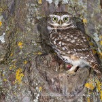 Steinkauz (Athene noctua)