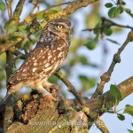 Steinkauz (Athene noctua)