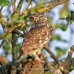 Steinkauz (Athene noctua)