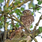 Steinkauz (Athene noctua)