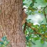 Steinkauz (Athene noctua)