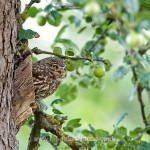 Steinkauz (Athene noctua)