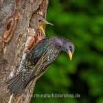 Star (Sturnus vulgaris)