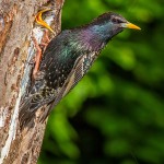 Star (Sturnus vulgaris)