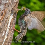 Star (Sturnus vulgaris)