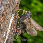 Star (Sturnus vulgaris)