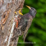 Star (Sturnus vulgaris)