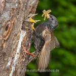 Star (Sturnus vulgaris)