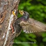 Star (Sturnus vulgaris)