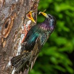 Star (Sturnus vulgaris)