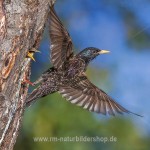 Star (Sturnus vulgaris)