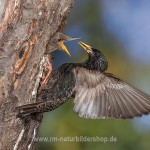 Star (Sturnus vulgaris)