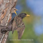 Star (Sturnus vulgaris)