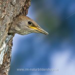 Star (Sturnus vulgaris) Jungvogel schaut aus der Höhle