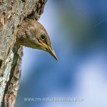 Star (Sturnus vulgaris) Jungvogel schaut aus der Höhle