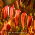 Essigbaum (Rhus typhina)