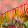 Essigbaum (Rhus typhina)