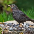 Amsel (Turdus merula) Männchen