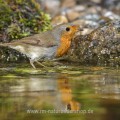 Rotkehlchen (Erithacus rubecula)