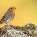 Rotkehlchen (Erithacus rubecula)