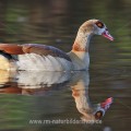 Nilgans (Alopochen aegyptiacus) mit Spiegelbild