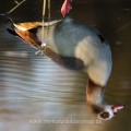 Nilgans (Alopochen aegyptiacus) Spiegelbild