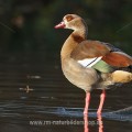 Nilgans (Alopochen aegyptiacus)