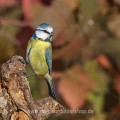 Blaumeise (Cyanistes caeruleus)
