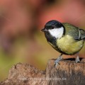 Kohlmeise (parus major)