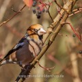 Kernbeißer (Coccothraustes coccothraustes)