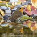 Rotkehlchen (Erithacus rubecula)