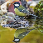 Kohlmeise (parus major)