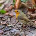 Rotkehlchen (Erithacus rubecula)
