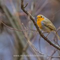 Rotkehlchen (Erithacus rubecula)