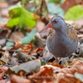 Wasserralle (Rallus aquaticus)