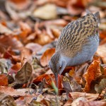 Wasserralle (Rallus aquaticus)