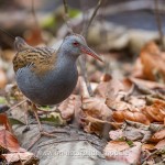 Wasserralle (Rallus aquaticus)