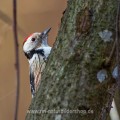 Mittelspecht (Leiopicus medius)
