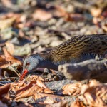 Wasserralle (Rallus aquaticus)