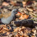 Wasserralle (Rallus aquaticus)