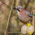 Eichelhäher (Garrulus glandarius)