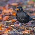 Amsel (Turdus merula) Männchen