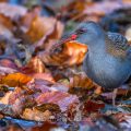 Wasserralle (Rallus aquaticus)
