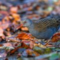 Wasserralle (Rallus aquaticus)